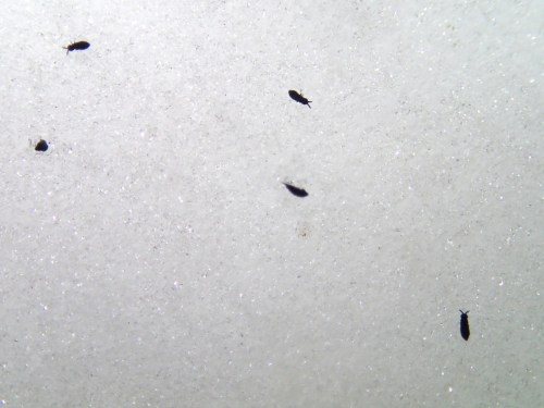 Close-up of small insects on a white, textured surface, with several dark shapes scattered across the light background.
