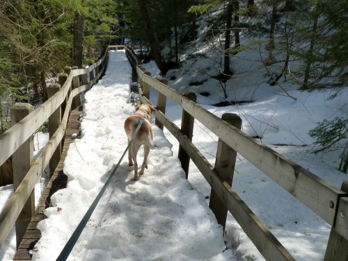A dog walks on a snowy path along a wooden bridge in a forested area.
