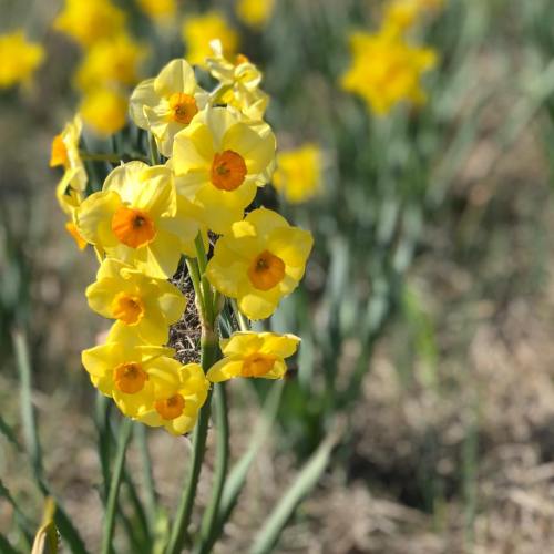 A cluster of bright yellow daffodils with orange centers, surrounded by green stems in a sunny field.