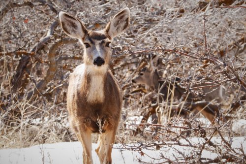 A deer stands in a snowy landscape, surrounded by bare branches and shrubs. Another deer is partially visible in the background.