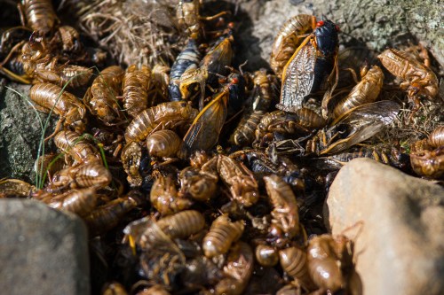 A close-up of numerous cicada shells scattered on the ground among rocks and grass.