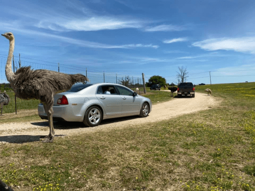 An ostrich stands near a car on a dirt road, with another vehicle and grassy fields in the background.