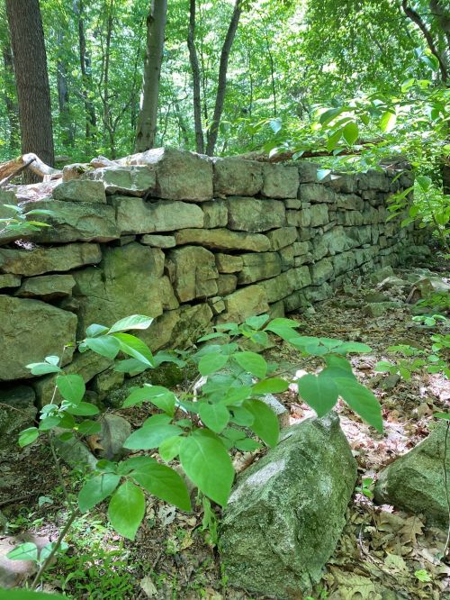 A stone wall partially covered by greenery in a forested area, with sunlight filtering through the trees.