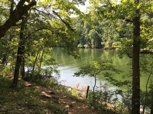 A serene river scene surrounded by lush green trees and foliage, reflecting the sunlight on calm waters.