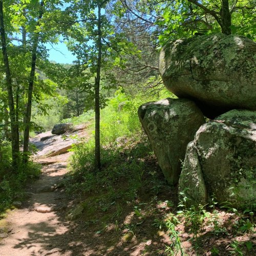 A sunlit forest path lined with large rocks and lush greenery, surrounded by trees and vibrant foliage.