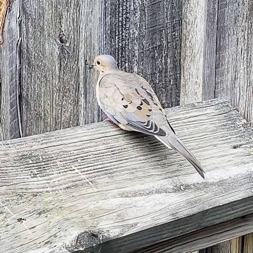 A small bird with gray and brown feathers perched on a wooden railing against a rustic background.