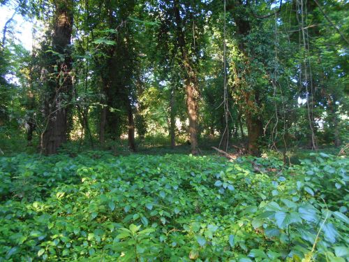 Lush green forest with tall trees and dense undergrowth, dappled sunlight filtering through the leaves.