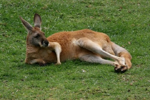 A kangaroo lying on green grass, grooming its paw with a relaxed posture.