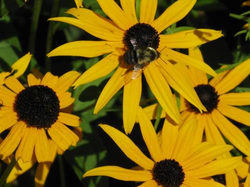A bumblebee perched on a black-eyed Susan flower, surrounded by vibrant yellow petals.