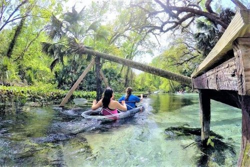Two people kayak through a clear, lush green waterway surrounded by trees and tropical plants.