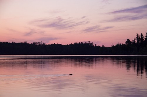 A serene lake at sunset, reflecting soft pink and purple hues with silhouettes of trees along the shore.