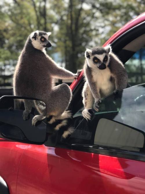 Two lemurs perched on the side mirror and door of a red car, surrounded by greenery in the background.