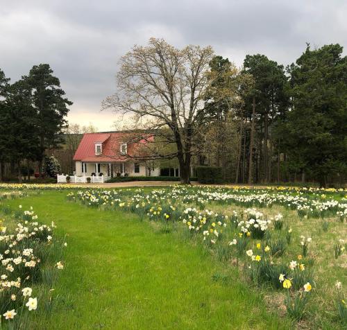 A charming house with a red roof surrounded by a field of blooming daffodils and tall trees under a cloudy sky.