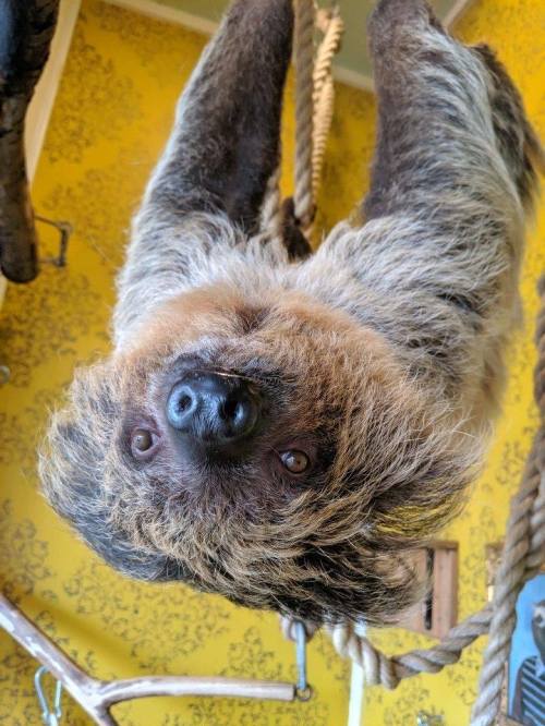 A sloth hanging upside down from a rope, with a textured fur coat and curious expression, against a yellow patterned background.