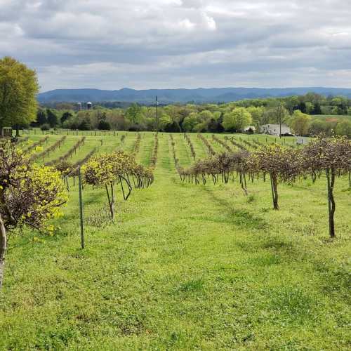 A scenic vineyard with rows of grapevines, lush green grass, and mountains in the background under a cloudy sky.