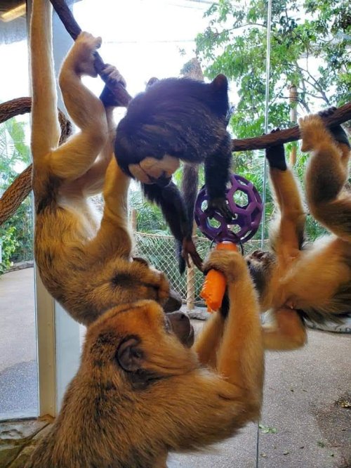 A group of monkeys play together on a branch, interacting with toys and each other in a lively setting.