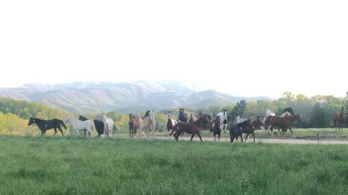A group of horses of various colors stands in a green field with mountains in the background under a clear sky.