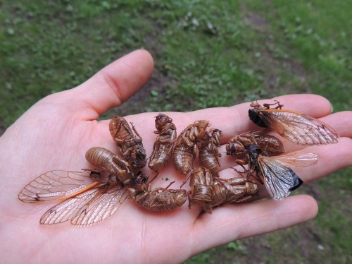 A hand holding several dead cicadas on a grassy surface.