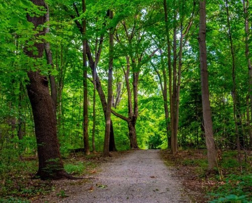 A serene forest path surrounded by lush green trees and foliage, inviting exploration and tranquility.