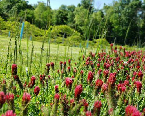 A vibrant field of red clover flowers surrounded by green grass and trees under a clear blue sky.