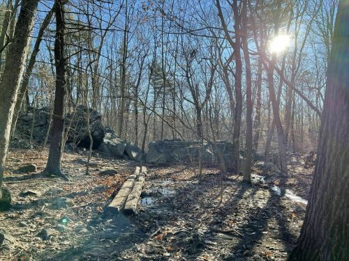 A sunlit forest scene with bare trees, rocky outcrops, and a wooden log bridge over a small puddle.