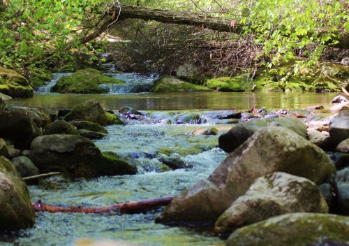 A serene stream flows over rocks, surrounded by lush greenery and moss, creating a peaceful natural scene.