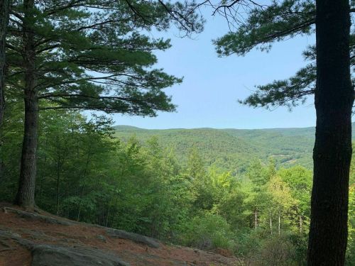 A scenic view of rolling green hills and trees under a clear blue sky, framed by tall pine trees.