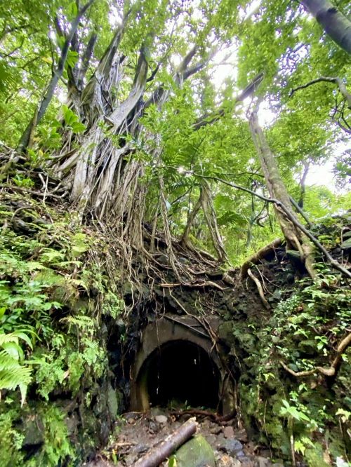 A dense forest with a large tree and exposed roots above a dark tunnel entrance, surrounded by lush greenery.
