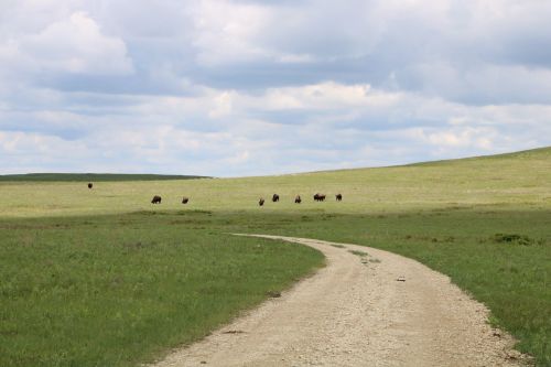 A winding dirt road leads through a grassy landscape with a herd of bison grazing in the distance under a cloudy sky.