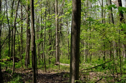 Lush green forest with tall trees and underbrush, sunlight filtering through the leaves.
