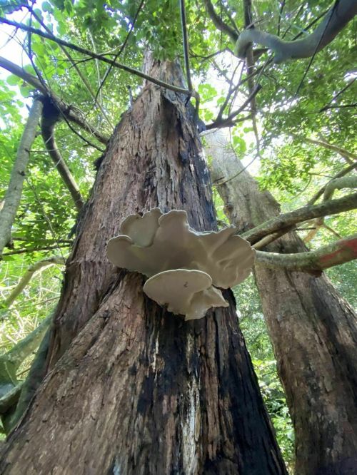 A large, pale mushroom grows on the side of a tall, textured tree trunk in a lush, green forest.