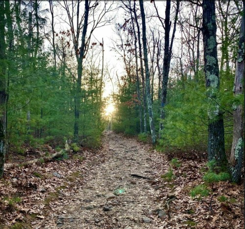 A winding dirt path through a forest, with sunlight filtering through trees and fallen leaves on the ground.