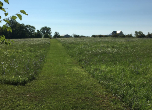 A grassy path leads through a field of wildflowers, with buildings visible in the distance under a clear blue sky.