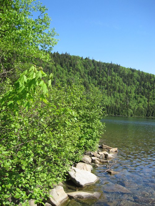 Lush green foliage along a rocky shoreline with calm water and a forested hillside under a clear blue sky.