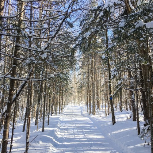 A snow-covered path winds through a forest of tall trees, with sunlight filtering through the branches.