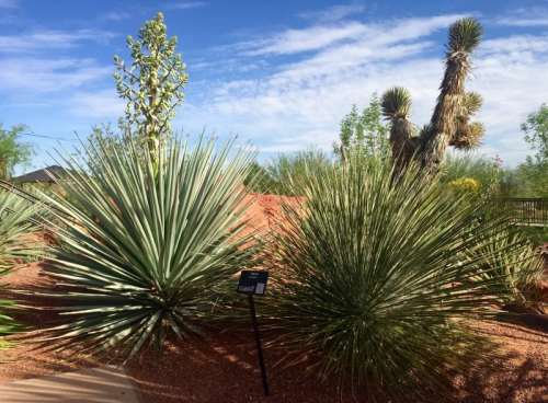 Desert landscape featuring various spiky plants and cacti under a blue sky with scattered clouds.