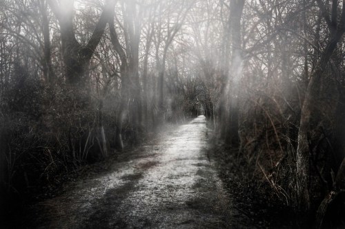 A misty, eerie path winding through dark, shadowy trees, creating a haunting atmosphere.