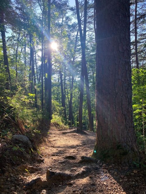 Sunlight filters through tall trees along a rocky forest path, creating a serene and inviting atmosphere.