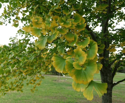 Close-up of ginkgo tree leaves, vibrant green with yellow edges, against a blurred grassy background.