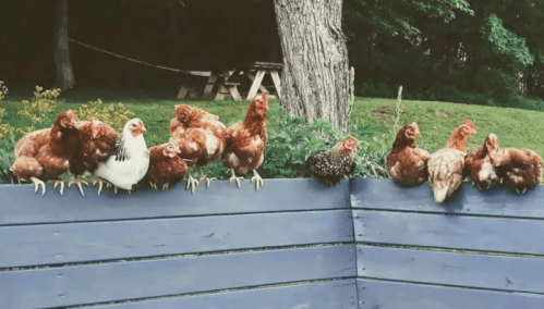 A group of chickens perched on a wooden fence, surrounded by greenery and trees in the background.