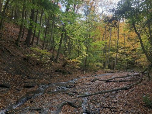 A serene forest scene with colorful autumn leaves, a dry creek bed, and scattered fallen branches.