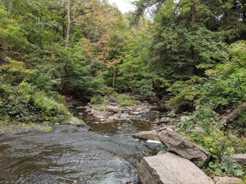 A serene forest scene featuring a winding stream surrounded by lush greenery and rocky banks.