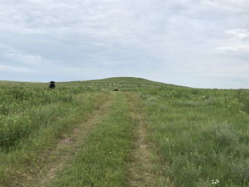 A grassy path leads through a green field with cows grazing in the distance under a cloudy sky.