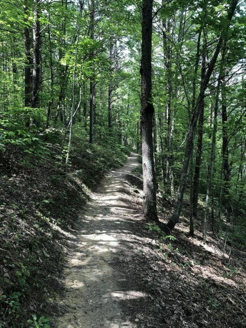 A winding dirt path through a lush green forest, surrounded by tall trees and dappled sunlight.