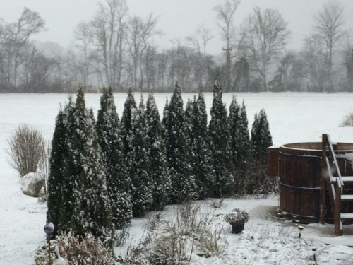A snowy landscape featuring tall evergreen trees and a wooden hot tub, with a white field in the background.