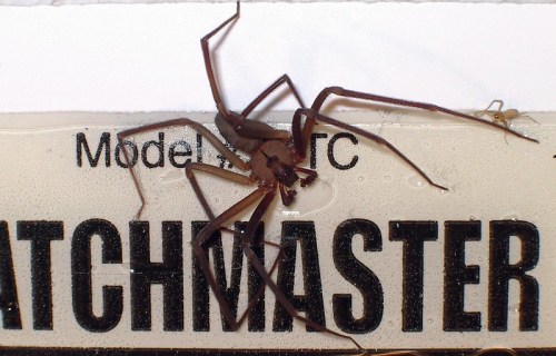 A brown spider with long legs on a white surface labeled "MATCHMASTER."