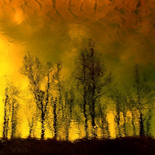 Reflected silhouettes of trees in water, with a warm golden and orange hue creating a serene, abstract scene.