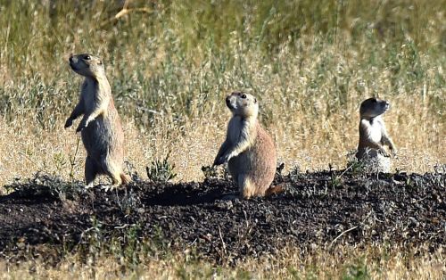 Three prairie dogs stand on their hind legs in a grassy field, alert and looking around.