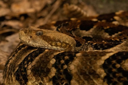 A close-up of a coiled snake with a patterned, brown and black scales resting on the ground among leaves.