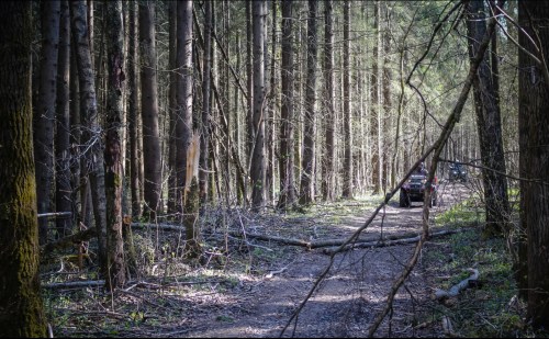 A narrow dirt path through a dense forest, with tall trees and fallen branches, and a vehicle in the distance.